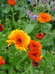 Load image into Gallery viewer, Calendula Mix – photo 3