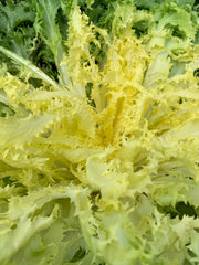Load image into Gallery viewer, Curly Endive, 'Capriccio'