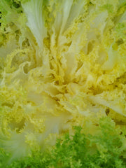 Load image into Gallery viewer, Curly Endive, 'Capriccio' – photo 2