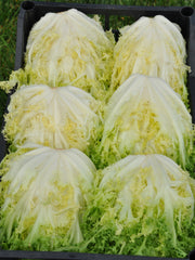 Load image into Gallery viewer, Curly Endive, 'Capriccio' – photo 3