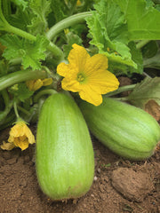Load image into Gallery viewer, Carosello, 'Leccese Light Green'
