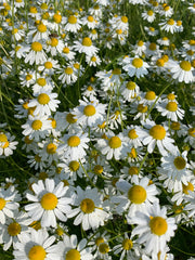 Load image into Gallery viewer, A field of German Chamomile flowers with white petals and yellow centers, blooming in sunlight.