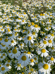 Load image into Gallery viewer, German Chamomile – photo 2