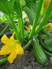 Load image into Gallery viewer, Zucchini, 'Costata Romanesco'