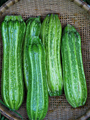 Load image into Gallery viewer, Zucchini, 'Costata Romanesco' – photo 2