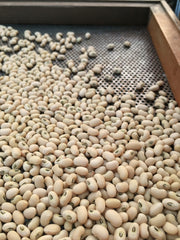 Load image into Gallery viewer, Cowpea, 'Fast Lady Northern/Southern Pea' – photo 3