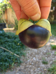 Load image into Gallery viewer, Tomatilla, 'De Milpa' – photo 2