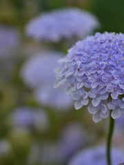 Load image into Gallery viewer, Didiscus, 'Blue Lace Flower' – photo 3