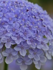 Load image into Gallery viewer, Didiscus, 'Blue Lace Flower' – photo 2