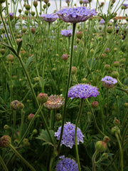 Load image into Gallery viewer, Didiscus, 'Blue Lace Flower' – photo 5