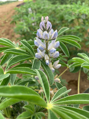 Load image into Gallery viewer, Sweet Lupine, 'Dieta' – photo 2
