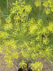 Load image into Gallery viewer, Dill, 'Goldkrone' – photo 3