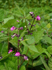 Load image into Gallery viewer, Bean, Bush Snap, 'Blooming Prairie' – photo 3