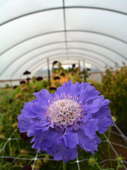 Load image into Gallery viewer, Scabiosa, 'Fama Deep Blue' – photo 2
