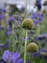 Load image into Gallery viewer, Scabiosa, 'Fama Deep Blue' – photo 3