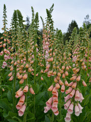 Load image into Gallery viewer, Foxglove, 'Apricot Beauty' – photo 2