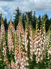 Load image into Gallery viewer, Foxglove, 'Apricot Beauty' – photo 4