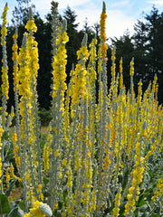 Load image into Gallery viewer, Verbascum, 'Arctic Summer' – photo 4