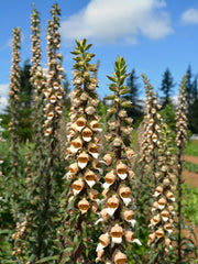 Load image into Gallery viewer, Foxglove, 'Café Crème' – photo 3