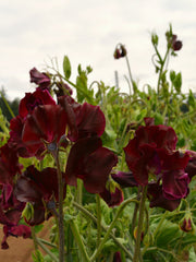 Load image into Gallery viewer, Sweet Pea, 'Windsor' – photo 4