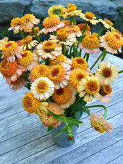 Load image into Gallery viewer, Zinnia, 'Zinderella Peach' – photo 3