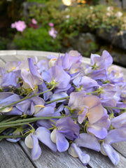 Load image into Gallery viewer, Sweet Pea, 'Kingfisher' – photo 2