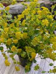 Load image into Gallery viewer, Bupleurum, 'Green Gold' – photo 4