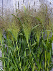 Load image into Gallery viewer, Ornamental Grass, 'Frosted Explosion' – photo 2