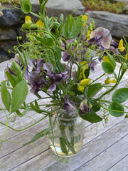 Load image into Gallery viewer, Sweet Pea Sp., 'Lathyrus Chloranthus' – photo 4
