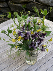 Load image into Gallery viewer, Sweet Pea Sp., 'Lathyrus Chloranthus' – photo 5