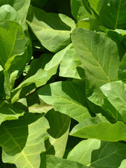 Load image into Gallery viewer, Nicotiana, 'Only the Lonely' – photo 3