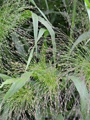 Load image into Gallery viewer, Ornamental Grass, 'Frosted Explosion' – photo 6
