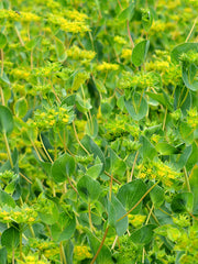 Load image into Gallery viewer, Bupleurum, 'Green Gold'