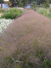 Load image into Gallery viewer, Ornamental Grass, 'Frosted Explosion' – photo 4