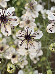 Load image into Gallery viewer, Nigella, 'Bridal Veil' – photo 2