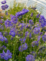 Load image into Gallery viewer, Scabiosa, 'Fama Deep Blue' – photo 5