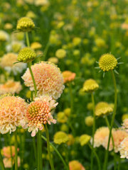Load image into Gallery viewer, Scabiosa, 'Fata Morgana' – photo 2