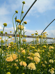 Load image into Gallery viewer, Scabiosa, 'Fata Morgana' – photo 4