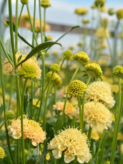 Load image into Gallery viewer, Scabiosa, 'Fata Morgana'