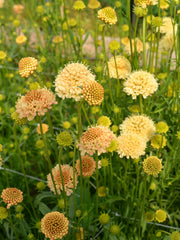 Load image into Gallery viewer, Scabiosa, 'Fata Morgana' – photo 3