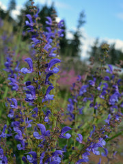 Load image into Gallery viewer, Salvia, 'Transylvanian Sage' – photo 2