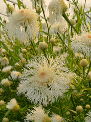 Load image into Gallery viewer, Basket Flower, 'Aloha Blanca' – photo 2