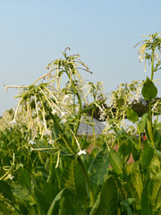 Load image into Gallery viewer, Nicotiana, 'Only the Lonely' – photo 2