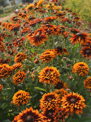 Load image into Gallery viewer, Rudbeckia, 'Autumn Sunset' – photo 5