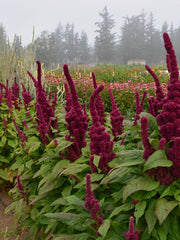 Load image into Gallery viewer, Amaranth, 'Elephant's Head' – photo 2