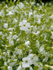 Load image into Gallery viewer, Saponaria, 'White Beauty' – photo 2
