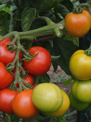 Load image into Gallery viewer, Tomato, 'Matina' – photo 3