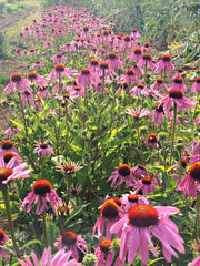Load image into Gallery viewer, Echinacea (Purple Coneflower) – photo 2