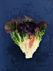 Load image into Gallery viewer, Lettuce, 'Eruption'