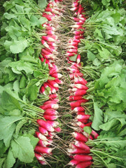 Load image into Gallery viewer, Radish, 'French Breakfast' – photo 2